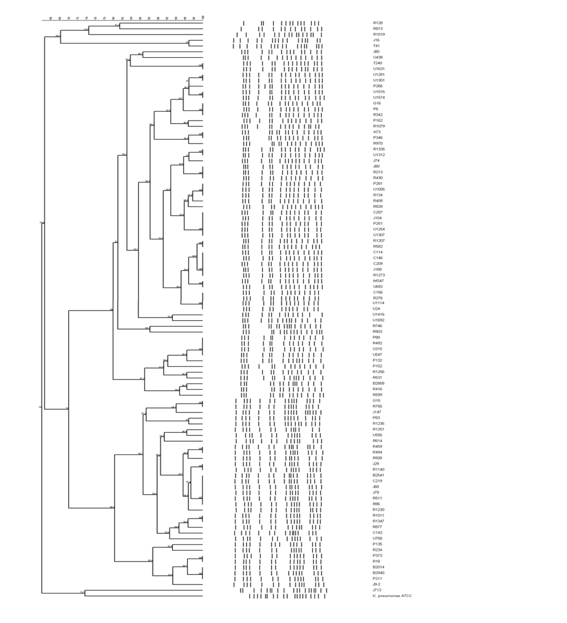 Fig. 2. Dendrogram of KPC-2-producing K. pneumoniae isolates according ...